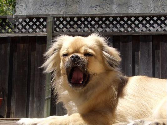PoulaTo: pekinoua  katharoaimo  prsfora Πεκινουά